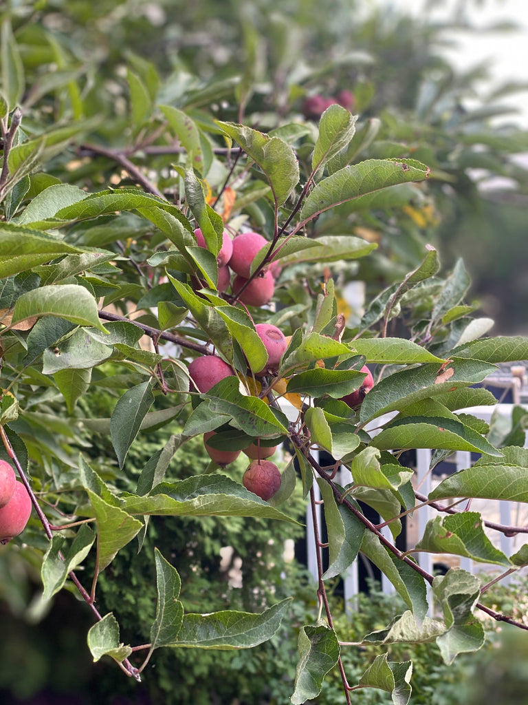 THE MIGHTY CRABAPPLE